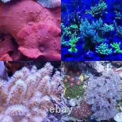 Coral frags beginners starter pack soft zoa sps lps sale marine reef corals