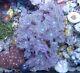 Coral Frags Beginners Starter Pack Soft Zoa Sps Lps Sale Marine Reef Corals