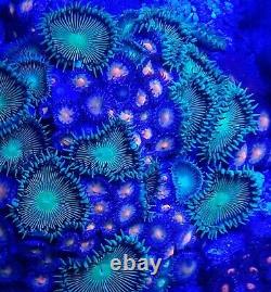 Coral frags beginners starter pack soft zoa sps lps sale marine reef corals