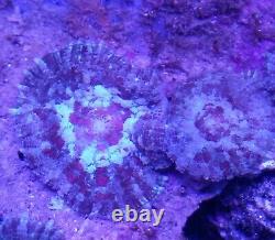 Coral frags beginners starter pack soft zoa sps lps sale marine reef corals