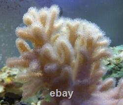 Coral frags beginners starter pack soft zoa sps lps sale marine reef corals