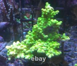 Coral frags beginners starter pack soft zoa sps lps sale marine reef corals