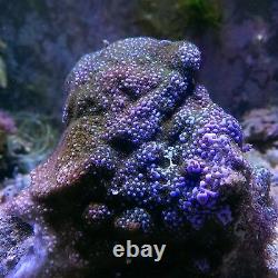 Coral frags beginners starter pack soft zoa sps lps sale marine reef corals