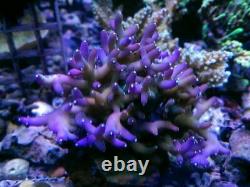 Coral frags beginners starter pack soft zoa sps lps sale marine reef corals