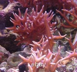 Coral Frags Débutants Starter Pack Soft Zoa Sps Lps Vente De Coraux Récifaux Marins